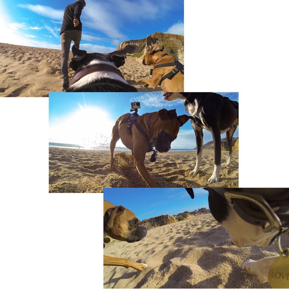 ARNÉS GOPRO PRO PAW™ POV