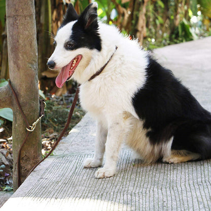 CORREA MULTIPOSICIÓN DE CUERO PREMIUM PAW™